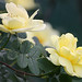 Mary Rose Photo 11