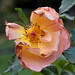 Rose Herbst Photo 9