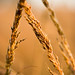 Virginia Wheat Photo 9