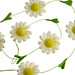 Daisy Garland Photo 8