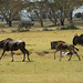 Kenya Common Photo 5