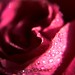 Linnea Rose Photo 8