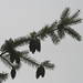 Douglas Pine Photo 6