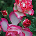 Lisle Rose Photo 3