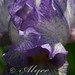 Alyce Flowers Photo 6