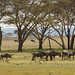 Kenya Common Photo 10