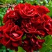 Lisle Rose Photo 4
