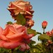 Lisle Rose Photo 9