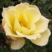 Rose Roe Photo 6