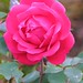 Lisle Rose Photo 2