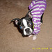 Adeline Terrier Photo 2