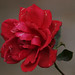 Rose Herbst Photo 8