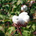 Asia Cotton Photo 1