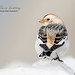 Sandy Bunting Photo 4