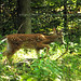 Fawn Bush Photo 6