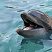 Jenny Dolphin Photo 2