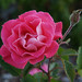 Lisle Rose Photo 6