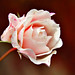 Rose Herbst Photo 5