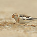 Sandy Bunting Photo 5