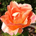 Rose Herbst Photo 6